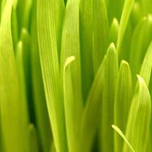 攻击网站的方法